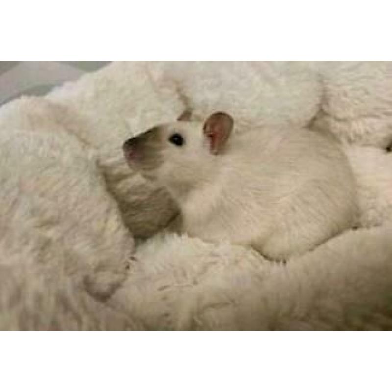Jonge ratten