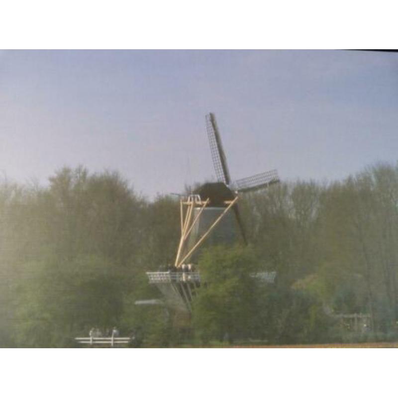 Te Koop: prent van tulpenvelden Keukenhof en molen