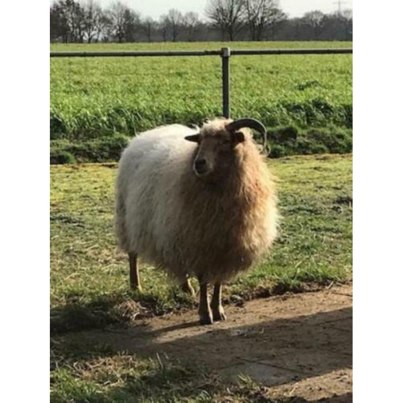 Te koop 2 Drentse Heideschapen ooien