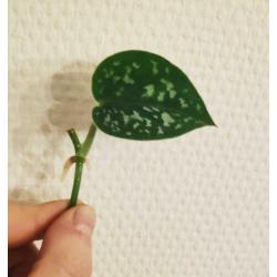 Scindapsus / Epipremnum Pictus stekjes / stekken! ??