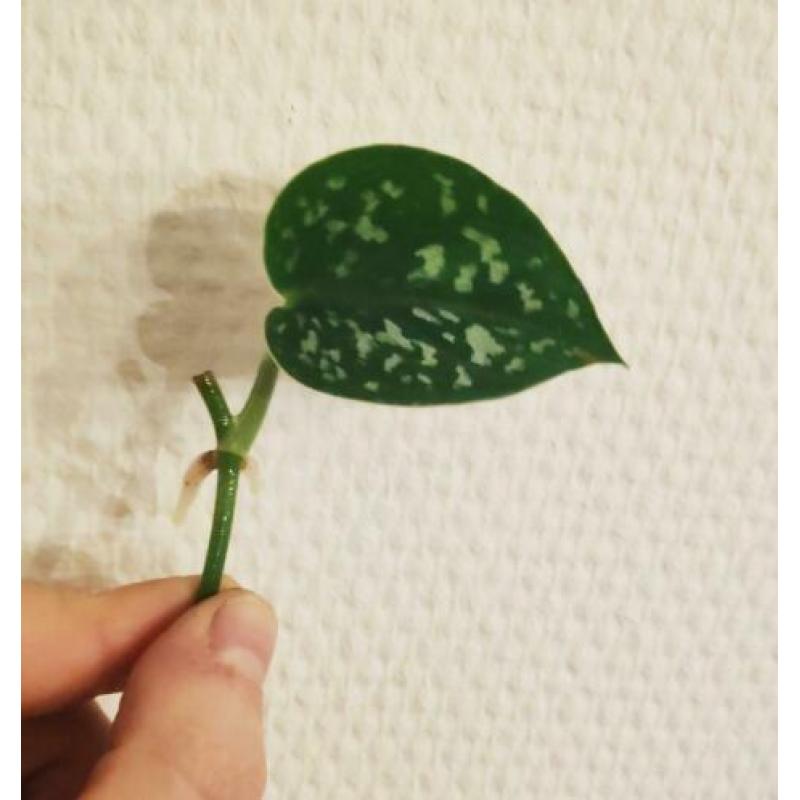 Scindapsus / Epipremnum Pictus stekjes / stekken! ??