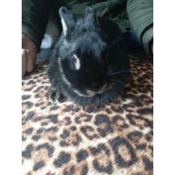 Zwarte moeder 2 jaar oud met dochter 1 jaar oud.