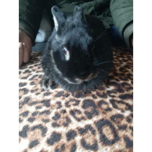Zwarte moeder 2 jaar oud met dochter 1 jaar oud.