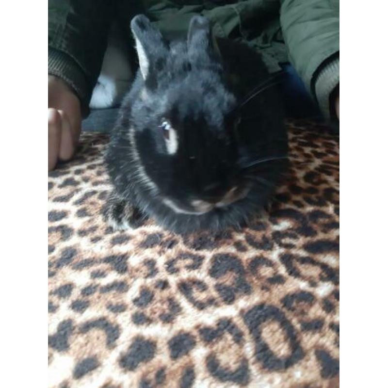 Zwarte moeder 2 jaar oud met dochter 1 jaar oud.