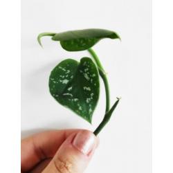 Scindapsus / Epipremnum Pictus stekjes / stekken! ??