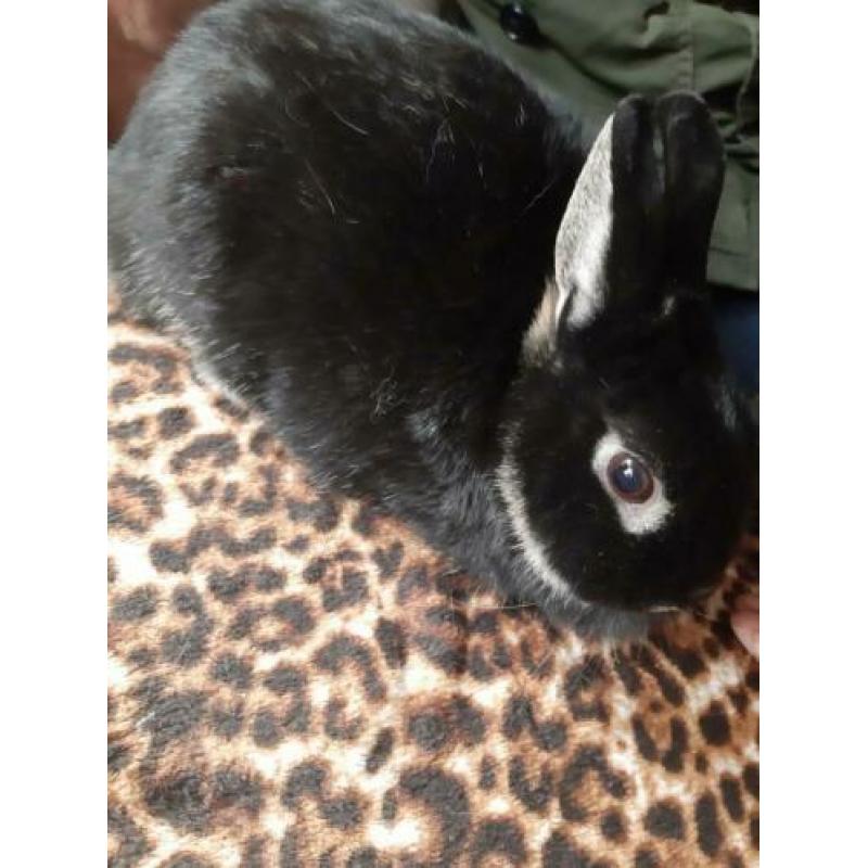Zwarte moeder 2 jaar oud met dochter 1 jaar oud.