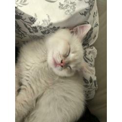 Brits Korthaar Kitten
