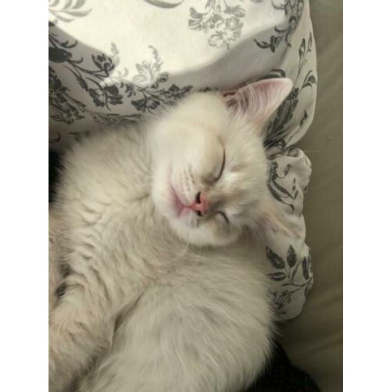 Brits Korthaar Kitten