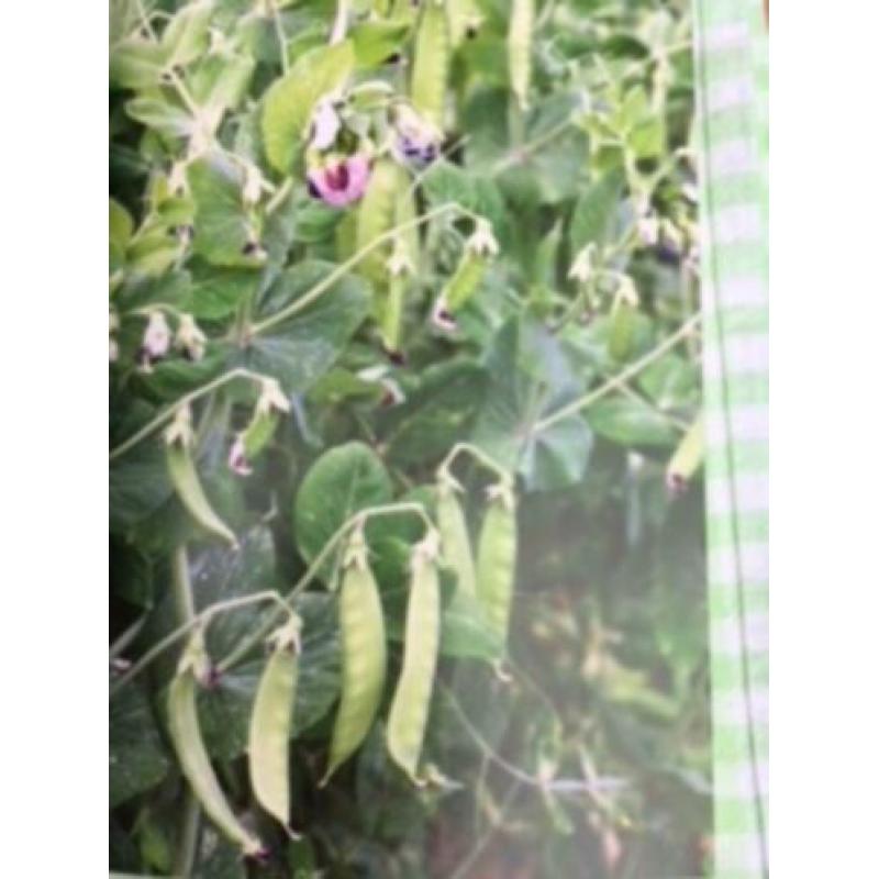 Groentje in de Moestuin, Alma Huisken en Doortje Stellwagen
