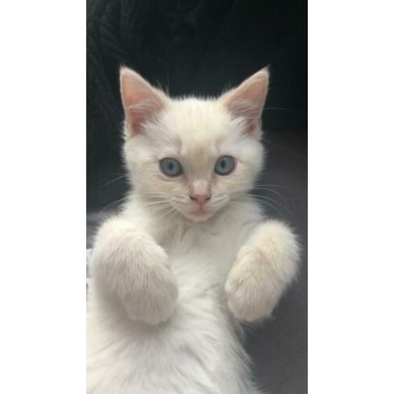 Brits Korthaar Kitten