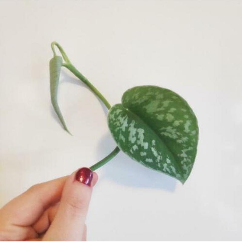Scindapsus / Epipremnum Pictus stekjes / stekken! ??