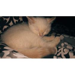 Brits Korthaar Kitten