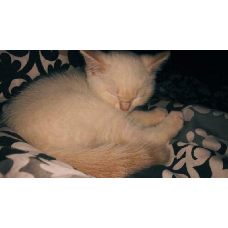 Brits Korthaar Kitten