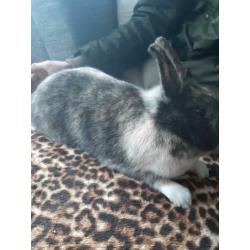 Zwarte moeder 2 jaar oud met dochter 1 jaar oud.