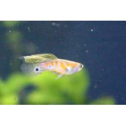 Ginga rubra endler guppen