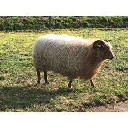 Te koop 2 Drentse Heideschapen ooien
