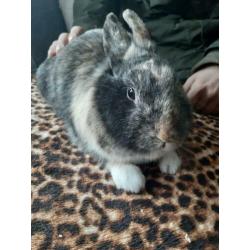 Zwarte moeder 2 jaar oud met dochter 1 jaar oud.