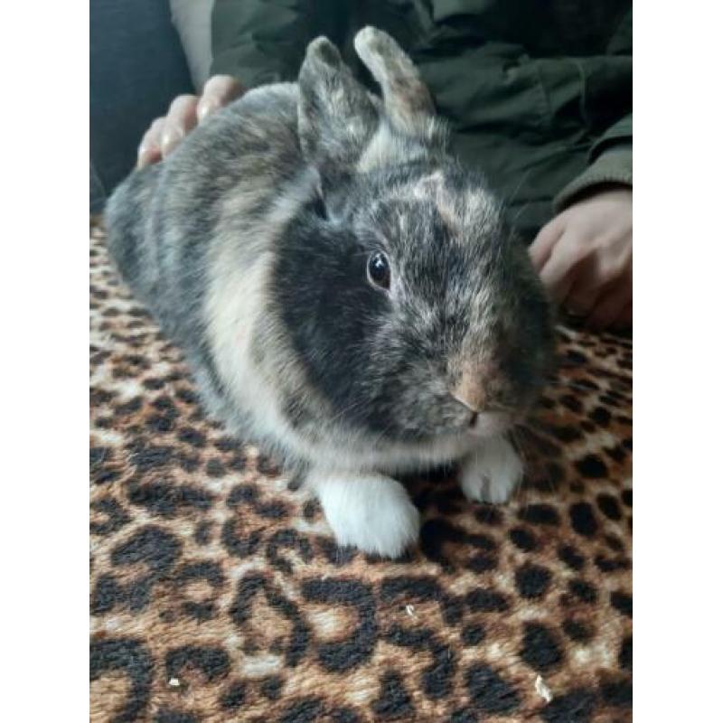 Zwarte moeder 2 jaar oud met dochter 1 jaar oud.