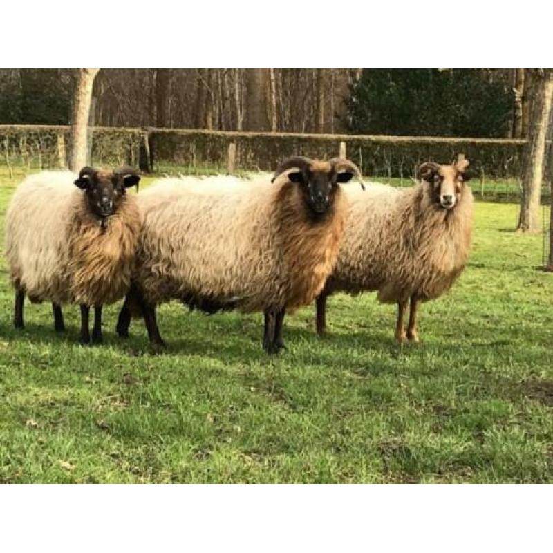 Te koop 2 Drentse Heideschapen ooien