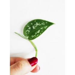 Scindapsus / Epipremnum Pictus stekjes / stekken! ??
