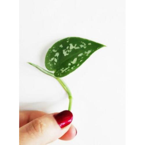 Scindapsus / Epipremnum Pictus stekjes / stekken! ??