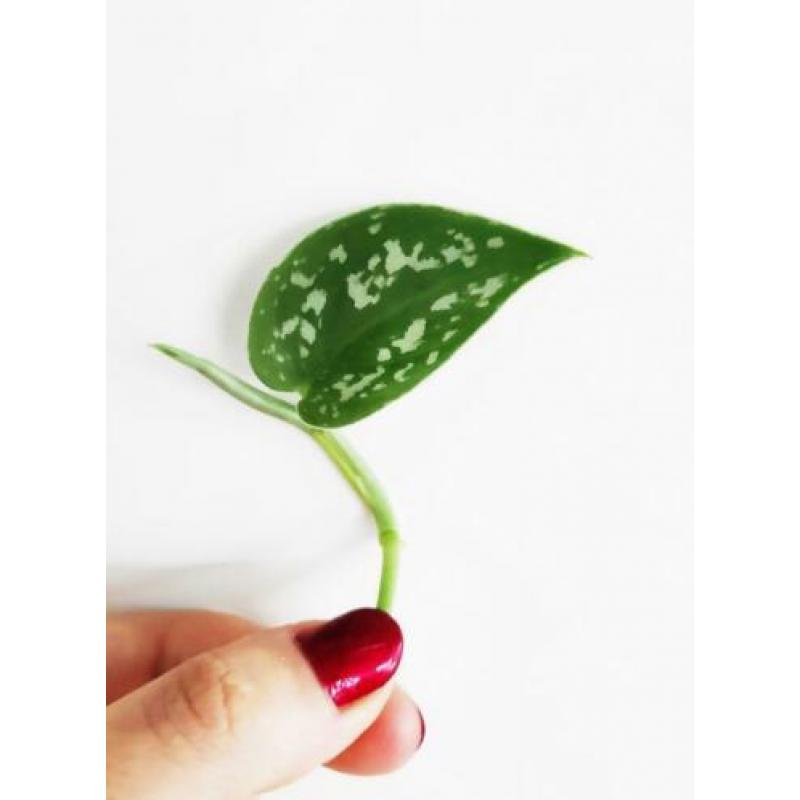 Scindapsus / Epipremnum Pictus stekjes / stekken! ??