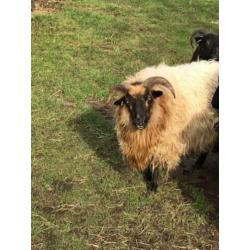 Te koop 2 Drentse Heideschapen ooien