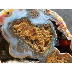 Schitterend(!)geagatiseerd koraal met blauw chalcedoon