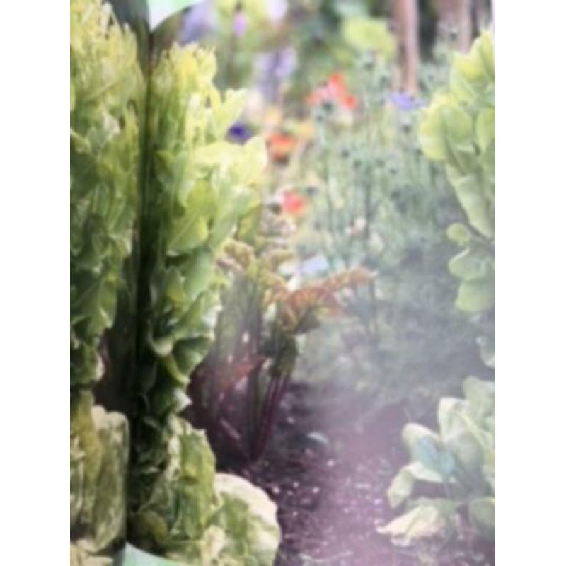 Groentje in de Moestuin, Alma Huisken en Doortje Stellwagen