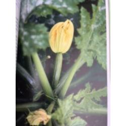 Groentje in de Moestuin, Alma Huisken en Doortje Stellwagen