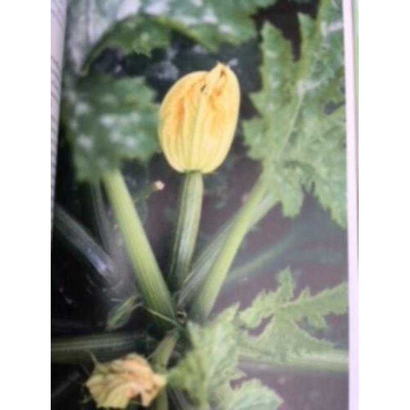 Groentje in de Moestuin, Alma Huisken en Doortje Stellwagen