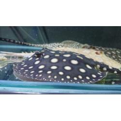 Potamotrygon Black diamond pups