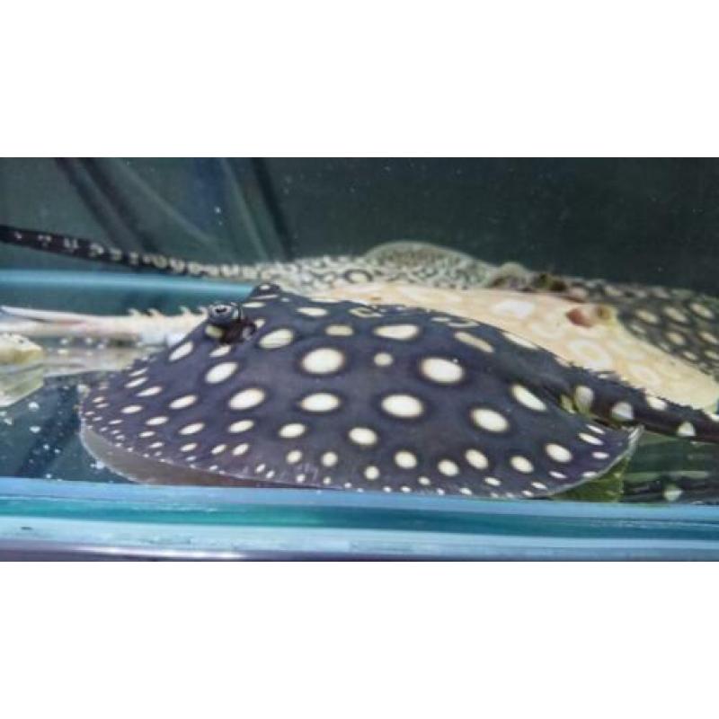 Potamotrygon Black diamond pups
