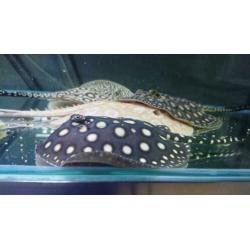 Potamotrygon Black diamond pups