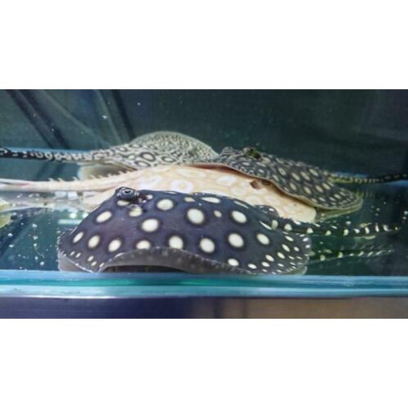 Potamotrygon Black diamond pups