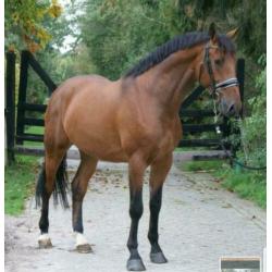 Bijrijdster gezocht ! Lieve Jackson van for gribaldi ! ?