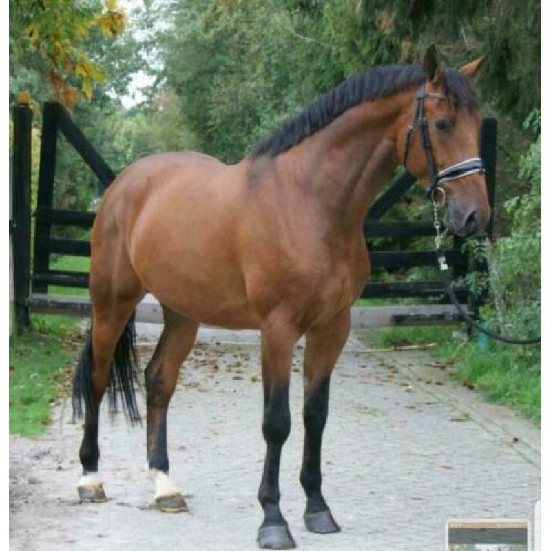 Bijrijdster gezocht ! Lieve Jackson van for gribaldi ! ?