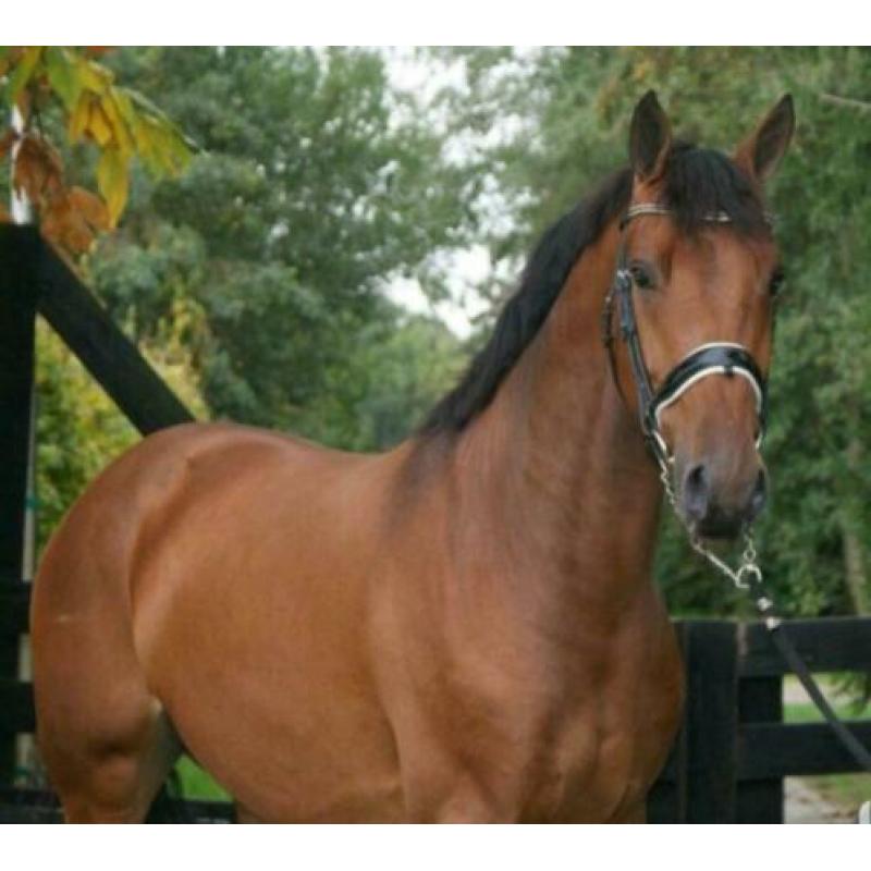 Bijrijdster gezocht ! Lieve Jackson van for gribaldi ! ?