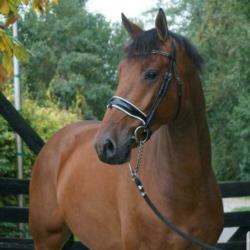 Bijrijdster gezocht ! Lieve Jackson van for gribaldi ! ?