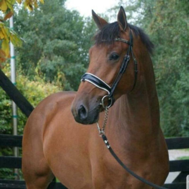 Bijrijdster gezocht ! Lieve Jackson van for gribaldi ! ?