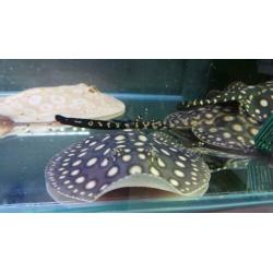 Potamotrygon Black diamond pups