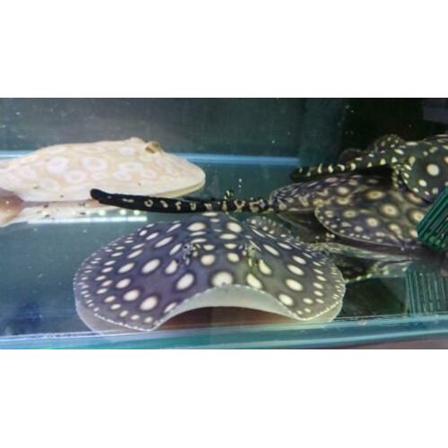 Potamotrygon Black diamond pups