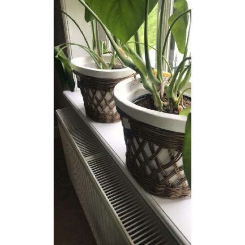 Rivièra maison rustic rattan ovale bloempotten.