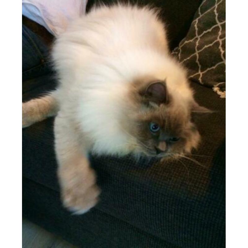 Blue point Ragdoll dekkater (getest)