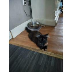 Kittens poes en een kater