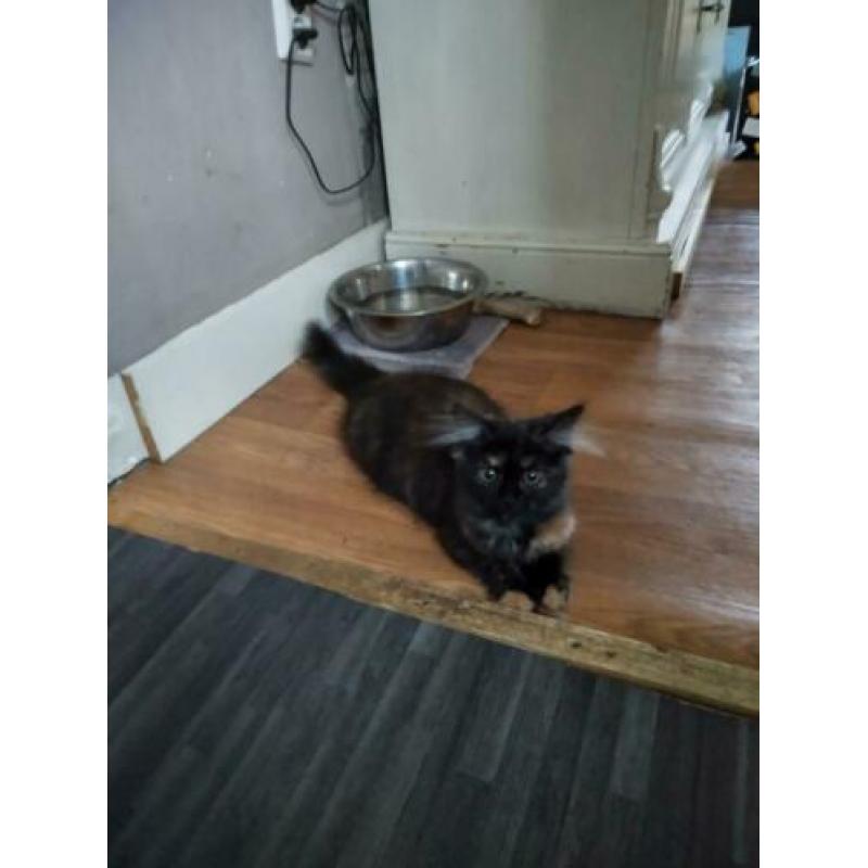 Kittens poes en een kater