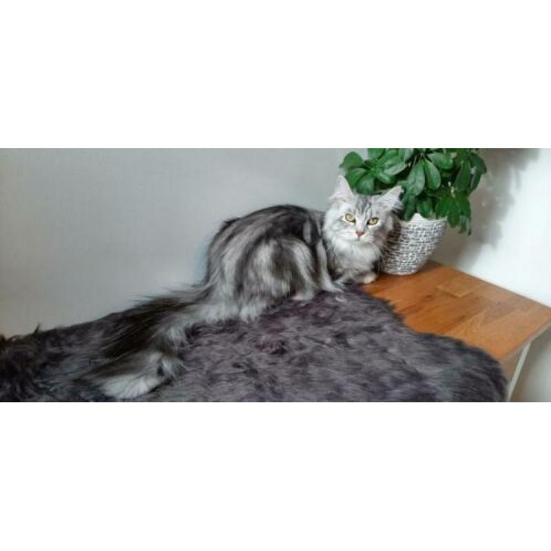 Maine Coon nestje verwacht eind april!