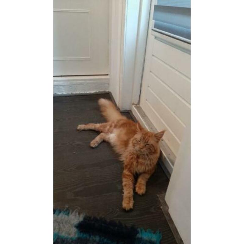 Maine Coon nestje verwacht eind april!