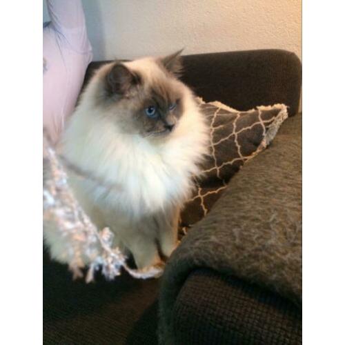 Blue point Ragdoll dekkater (getest)