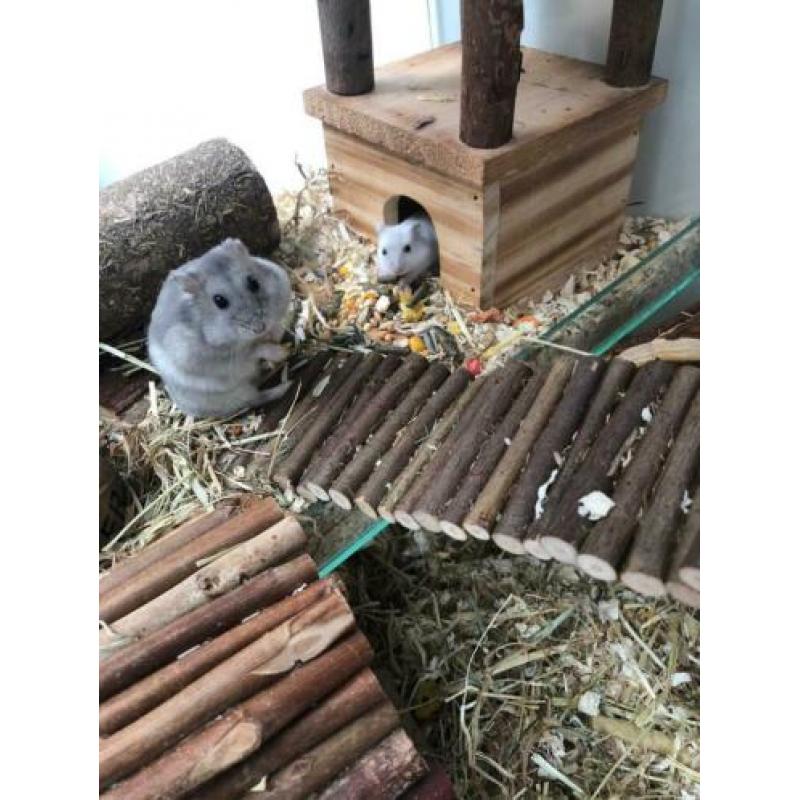 Russische dwerghamster 6 weken oud
